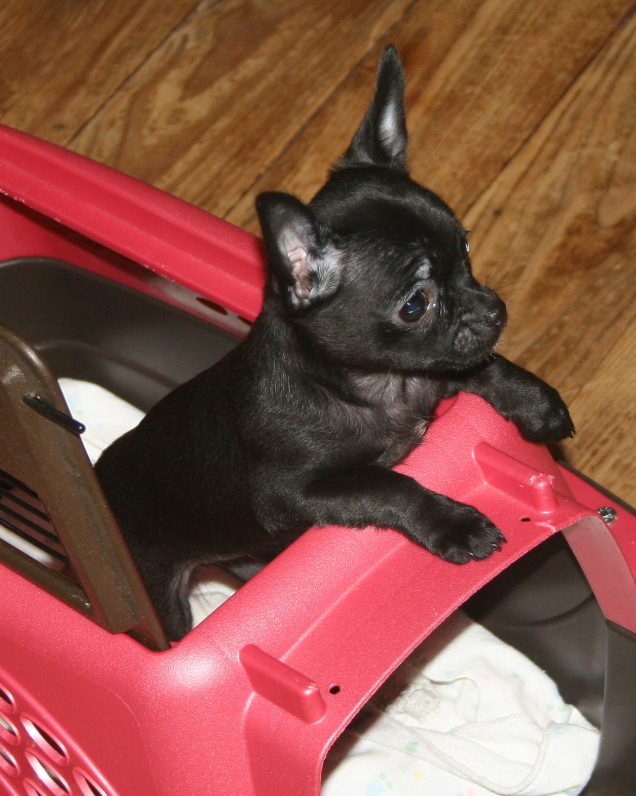 Image of puppy in carrier